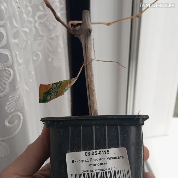 превью изображения отзыва