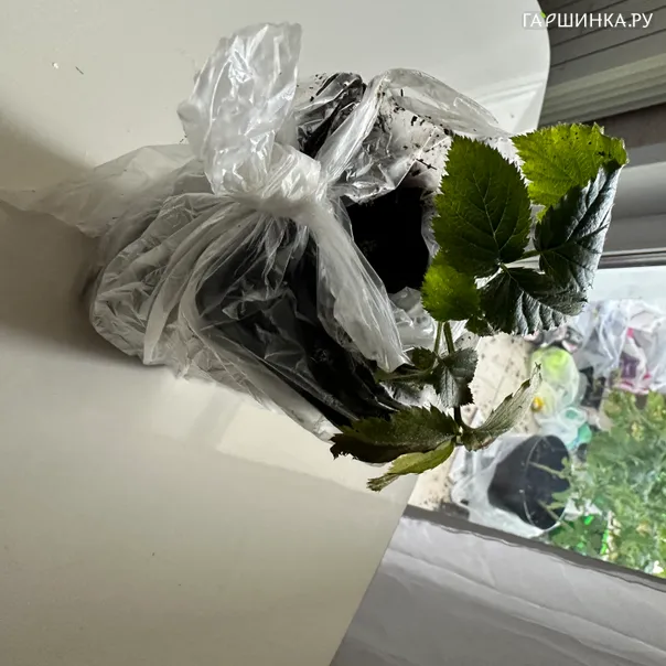 превью изображения отзыва