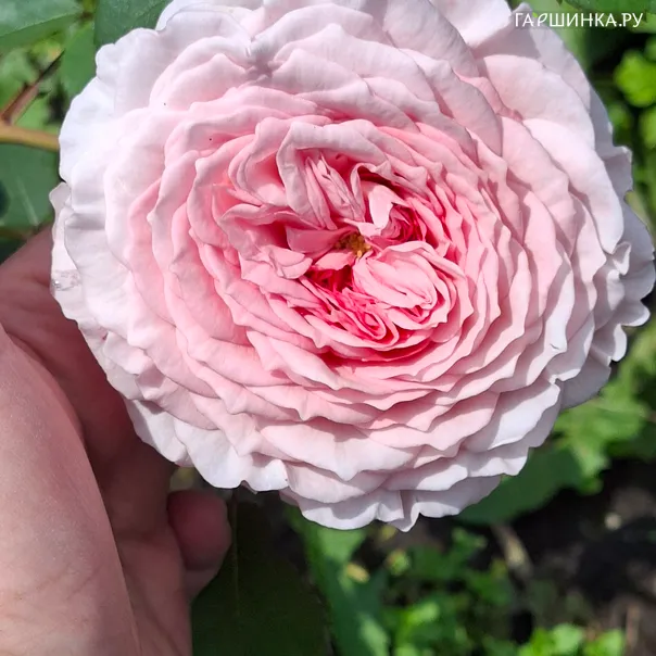 превью изображения отзыва