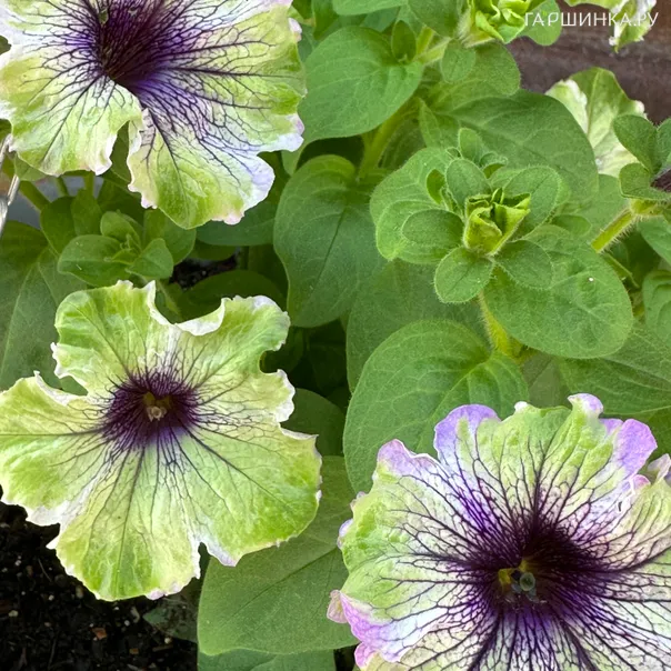 превью изображения отзыва