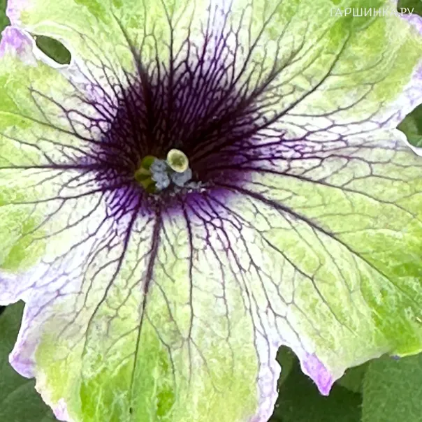 превью изображения отзыва