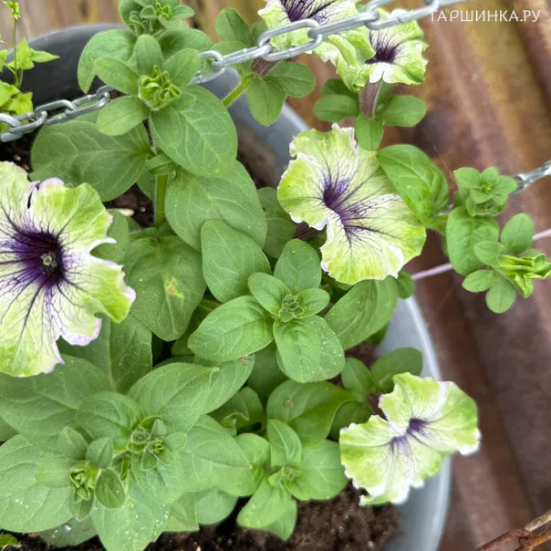 превью изображения отзыва