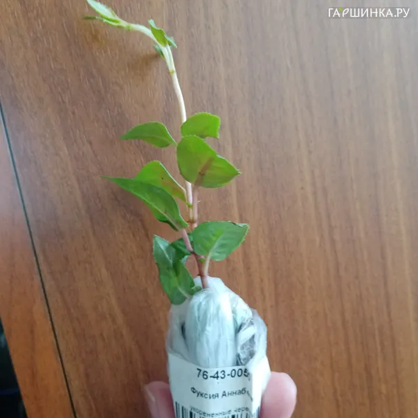 превью изображения отзыва