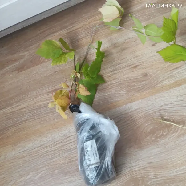превью изображения отзыва
