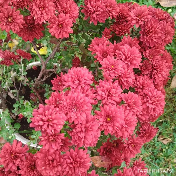 превью изображения отзыва