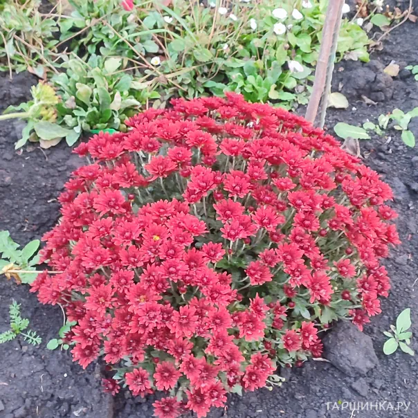 превью изображения отзыва