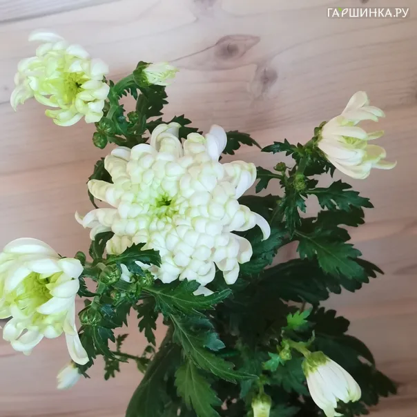 превью изображения отзыва