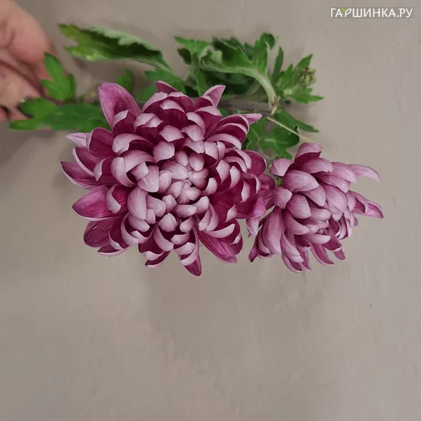 превью изображения отзыва