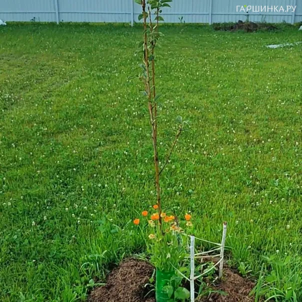 превью изображения отзыва