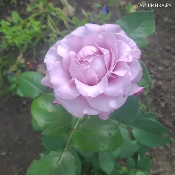 превью изображения отзыва