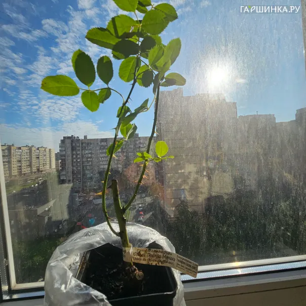 превью изображения отзыва