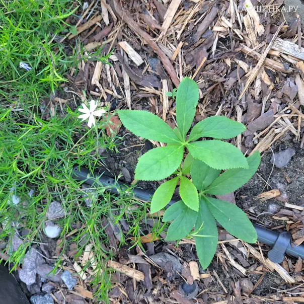 превью изображения отзыва