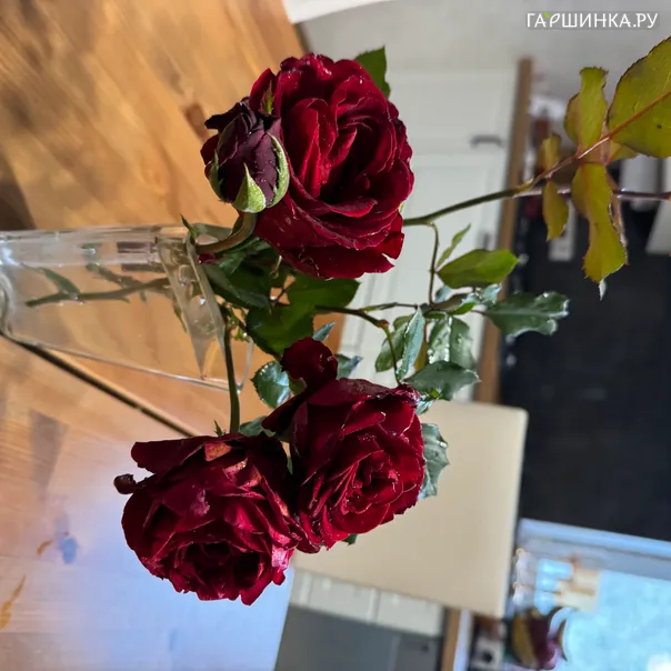 превью изображения отзыва