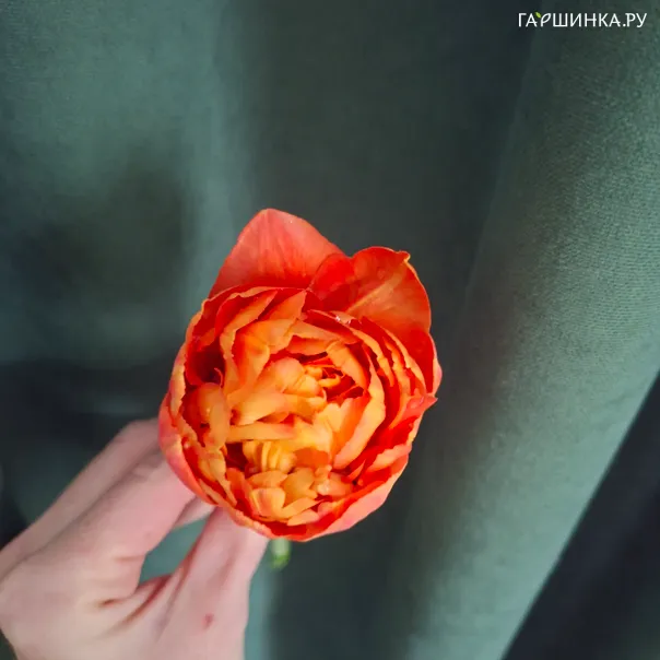 превью изображения отзыва