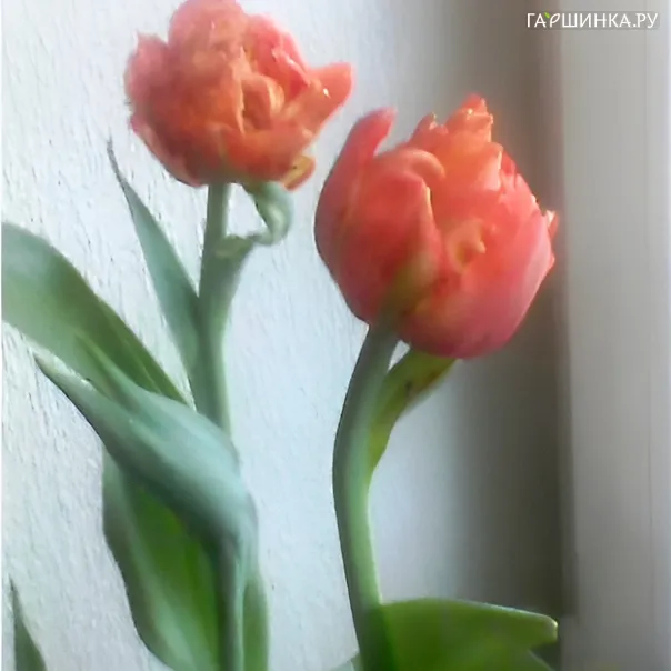 превью изображения отзыва