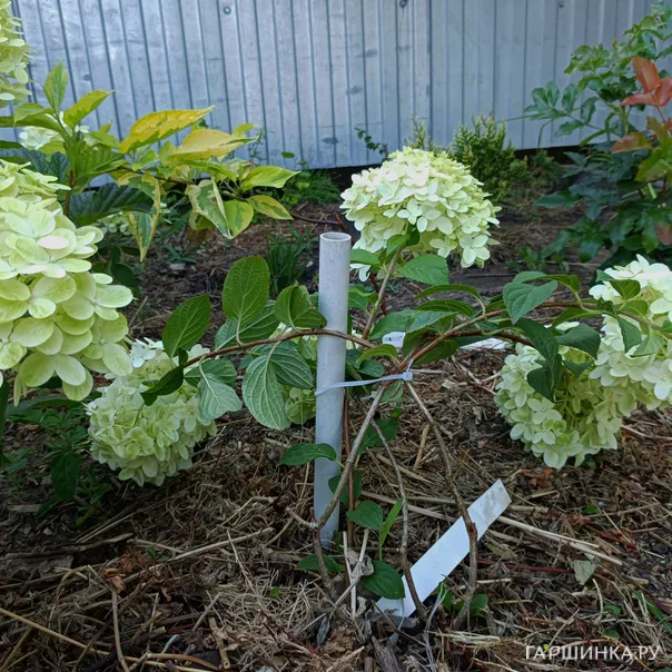 превью изображения отзыва