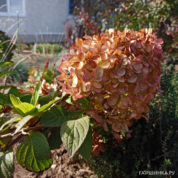 превью изображения отзыва