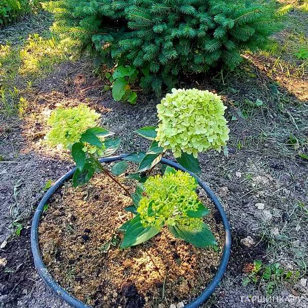 превью изображения отзыва