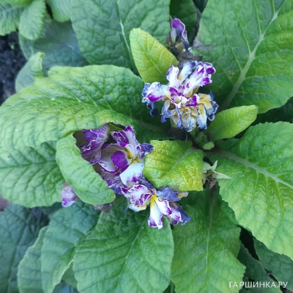 превью изображения отзыва