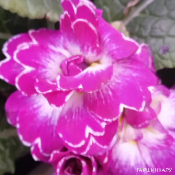 превью изображения отзыва