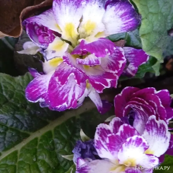 превью изображения отзыва