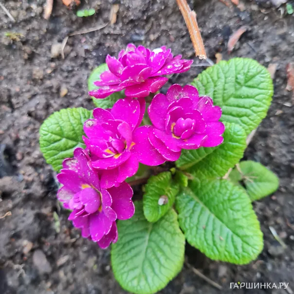 превью изображения отзыва