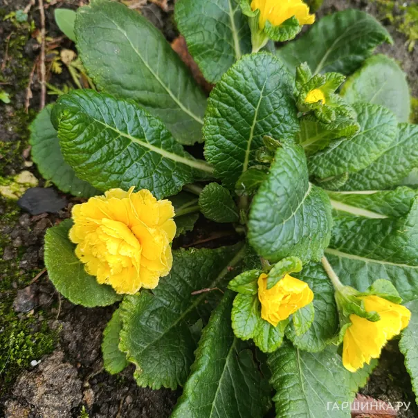 превью изображения отзыва