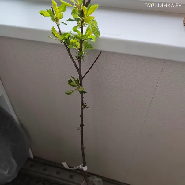 превью изображения отзыва