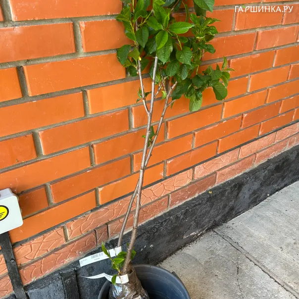 превью изображения отзыва