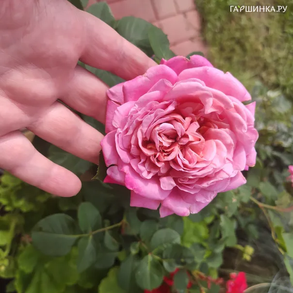 превью изображения отзыва