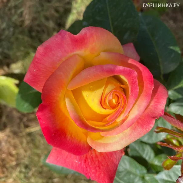 превью изображения отзыва