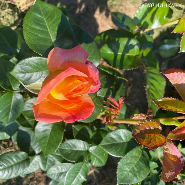 превью изображения отзыва