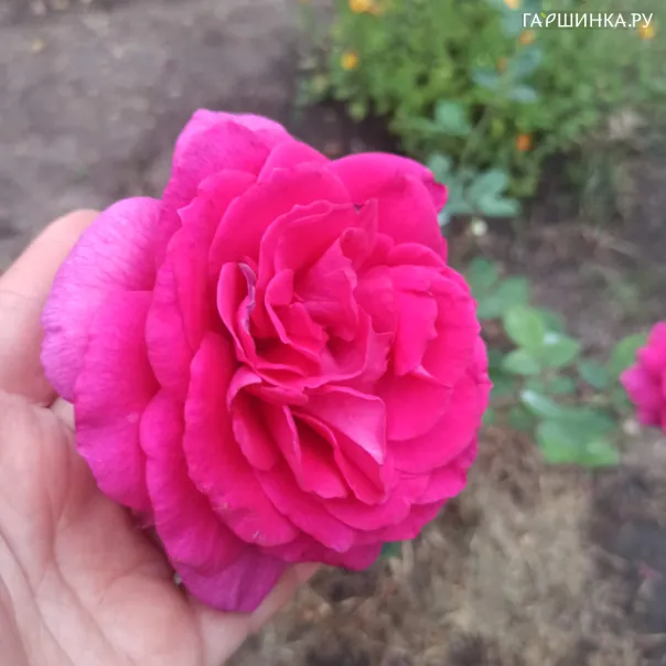превью изображения отзыва