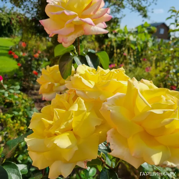 превью изображения отзыва