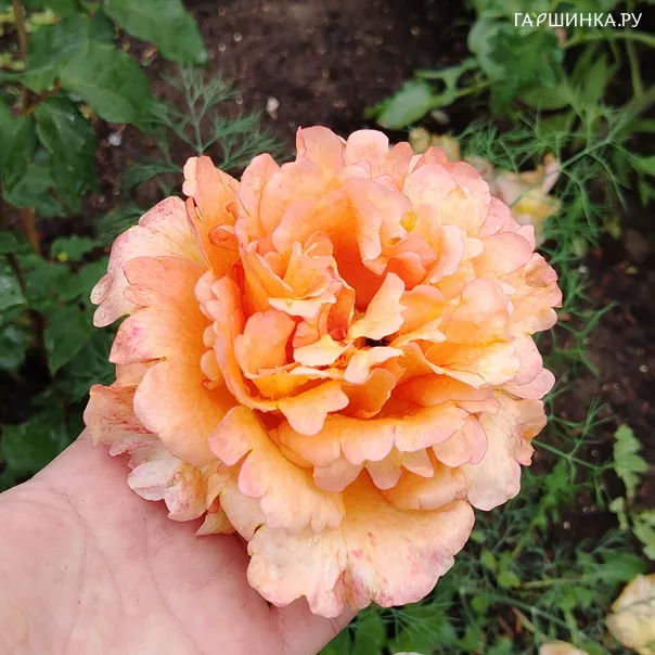 превью изображения отзыва