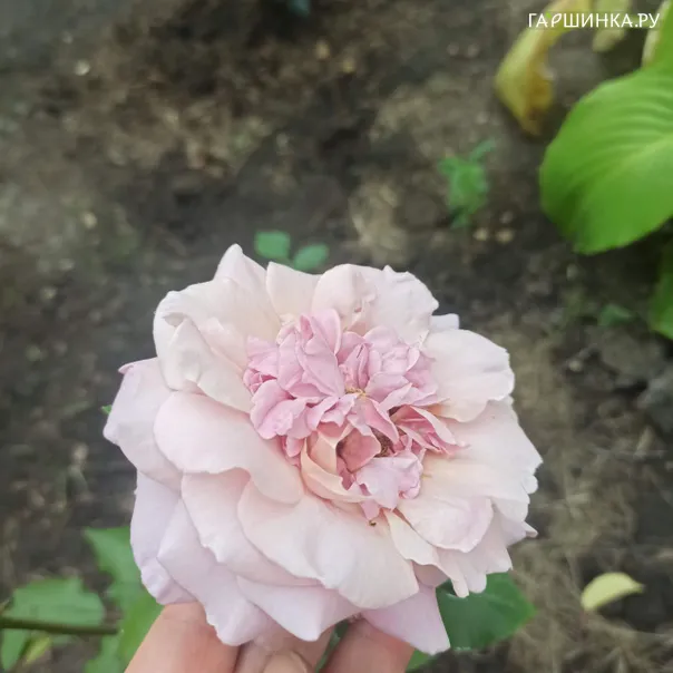 превью изображения отзыва
