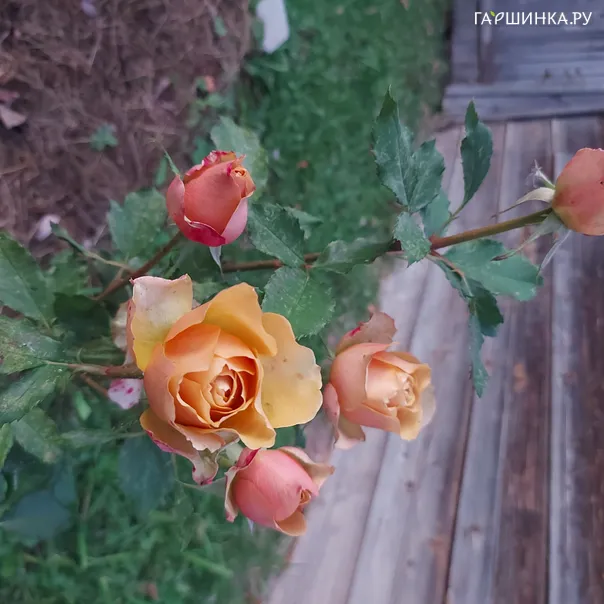 превью изображения отзыва