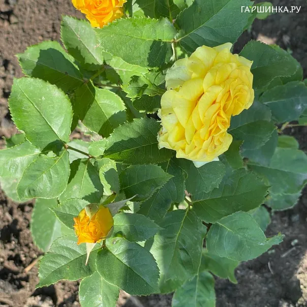превью изображения отзыва