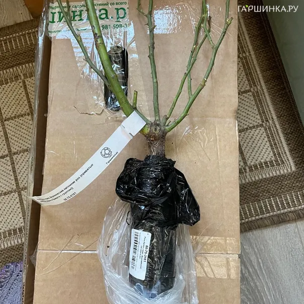 превью изображения отзыва