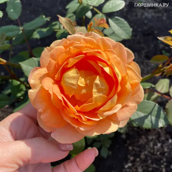 превью изображения отзыва