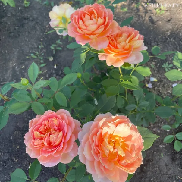 превью изображения отзыва