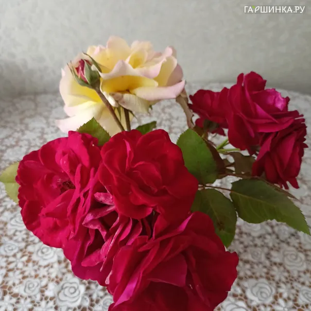 превью изображения отзыва