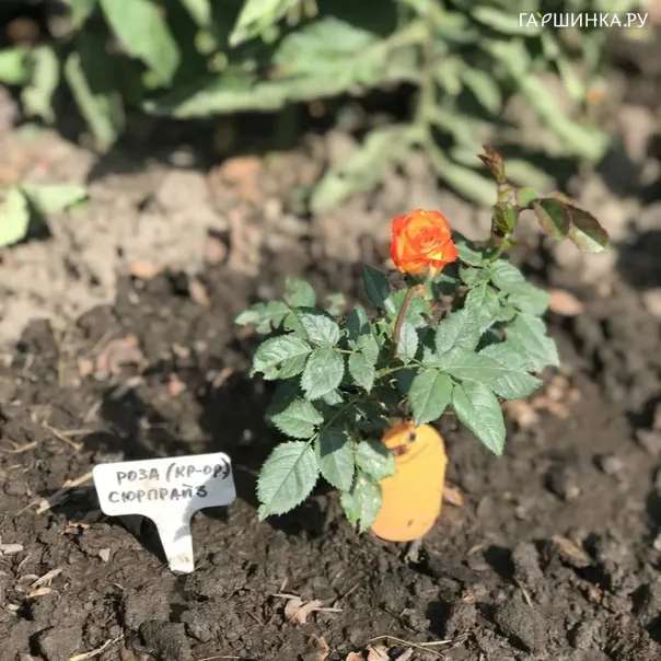 превью изображения отзыва