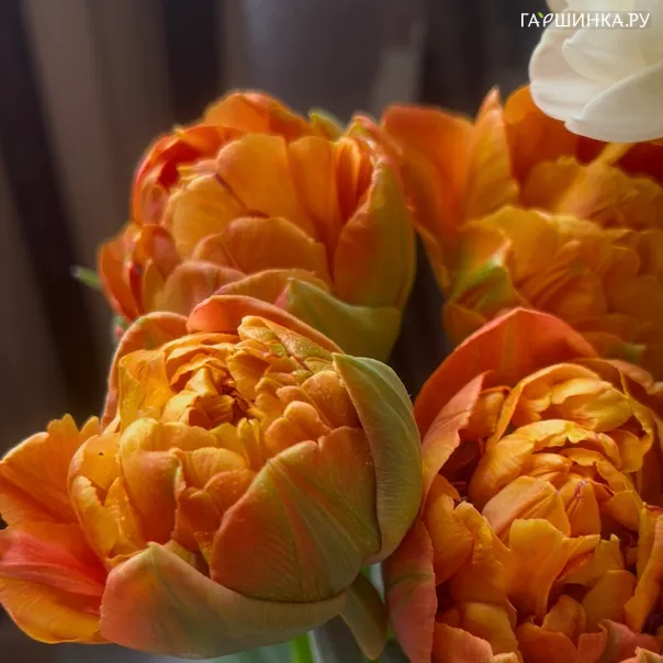 превью изображения отзыва