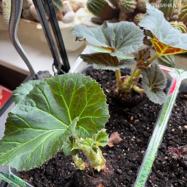 превью изображения отзыва