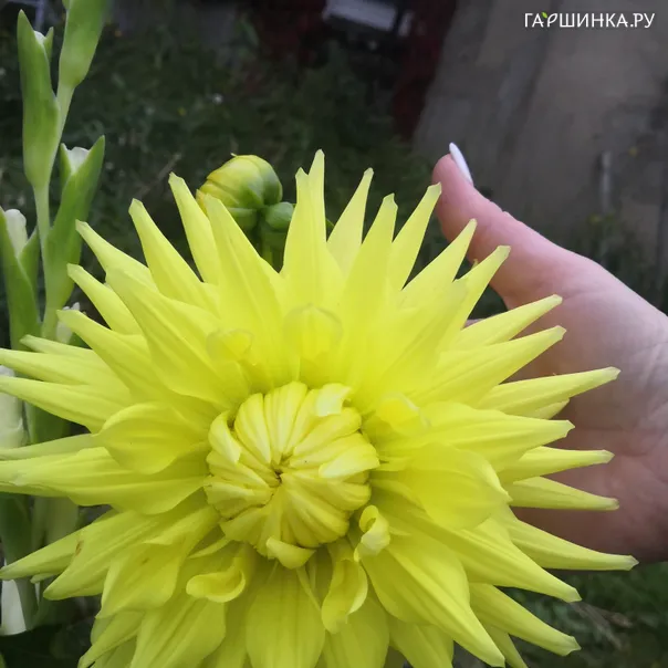 превью изображения отзыва