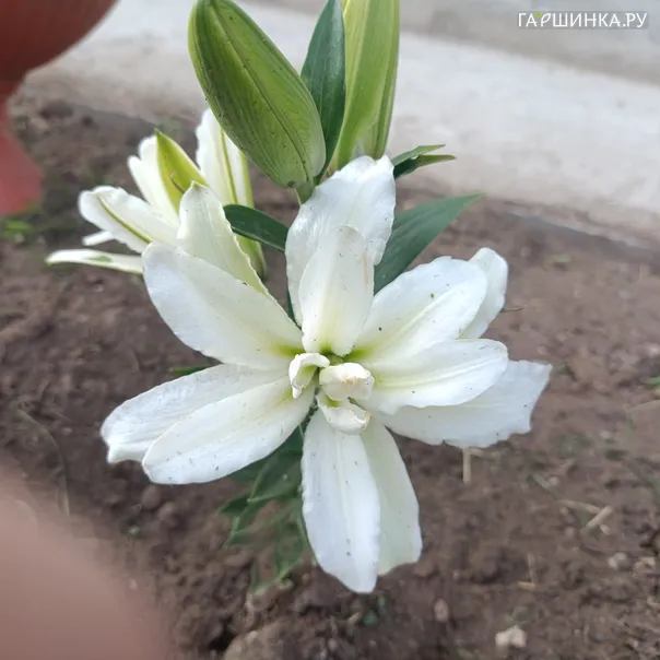 превью изображения отзыва