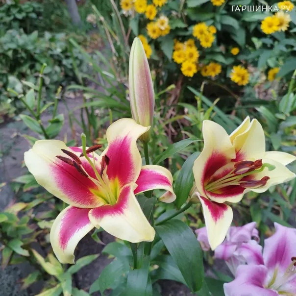 превью изображения отзыва