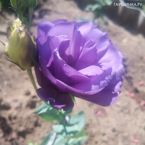 превью изображения отзыва