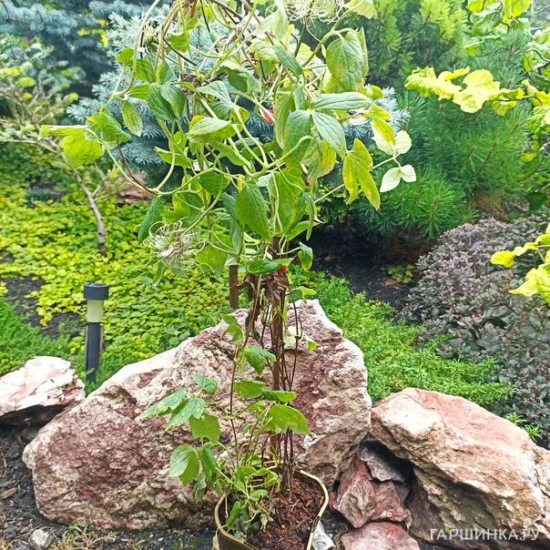 превью изображения отзыва